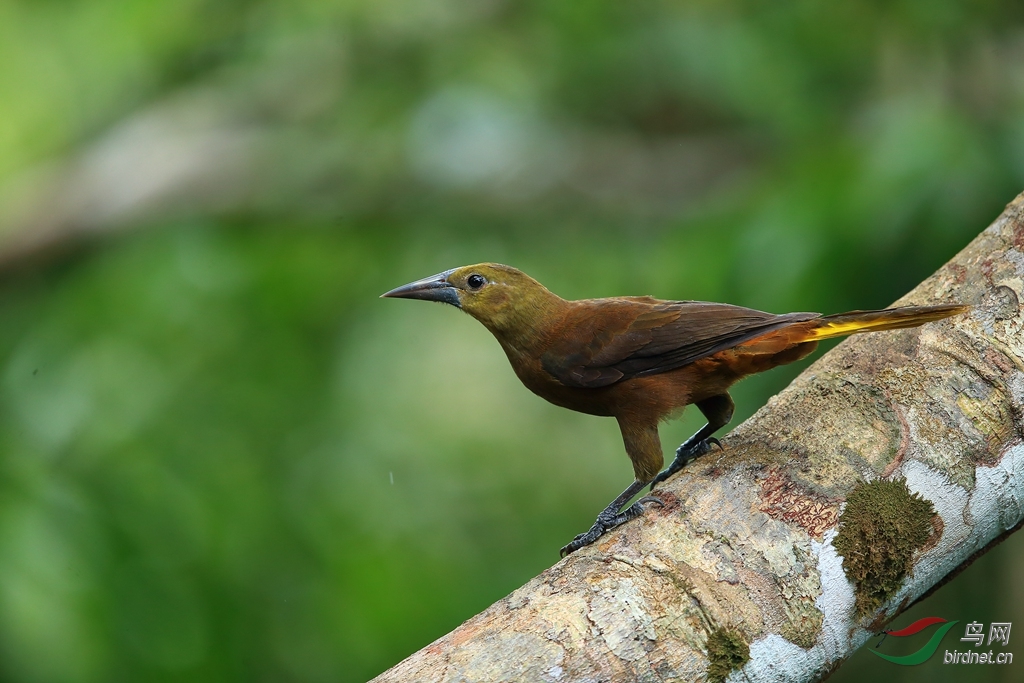 �ֱ������Russet-backed Oropendola.jpg
