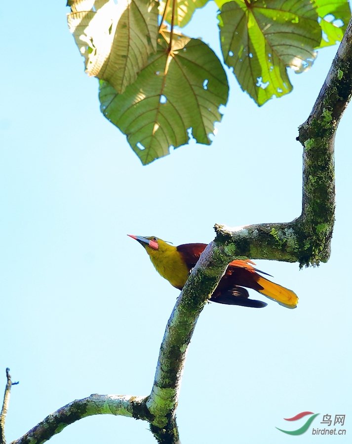 ����ѷ�����Olive Oropendola.jpg