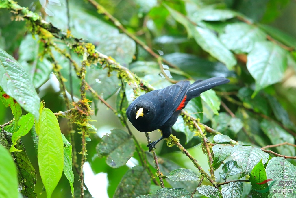 ���������Scarlet-rumped Cacique.jpg