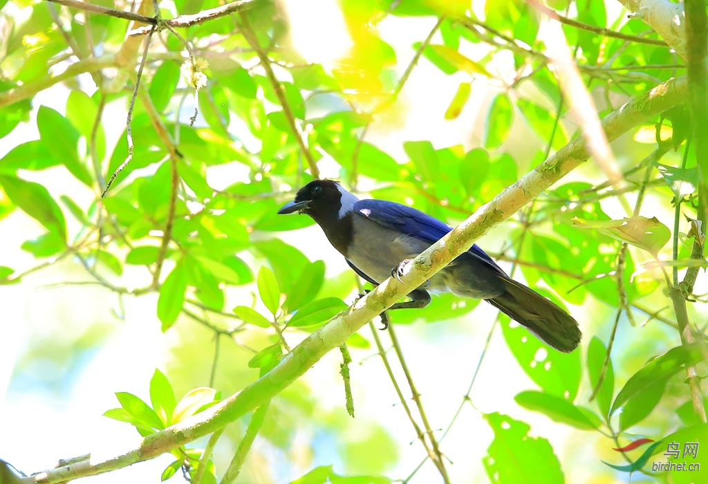 ����ѻViolaceous Jay.jpg