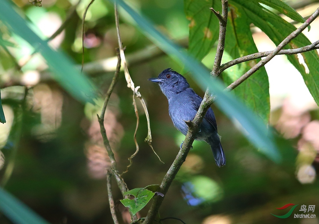 �ڶ����VPlain-winged Antshrike.jpg