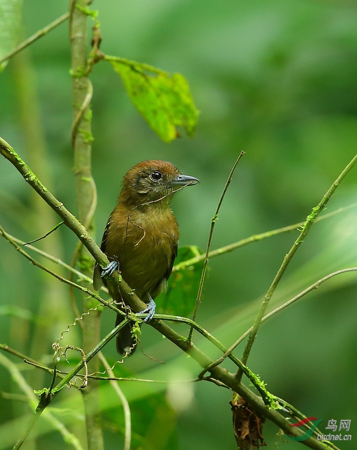 �����Ӵ�Grey Antwren.jpg