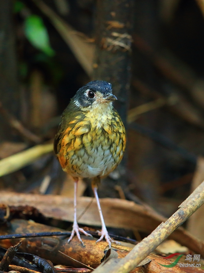 ���������White-lored Antpitta.jpg