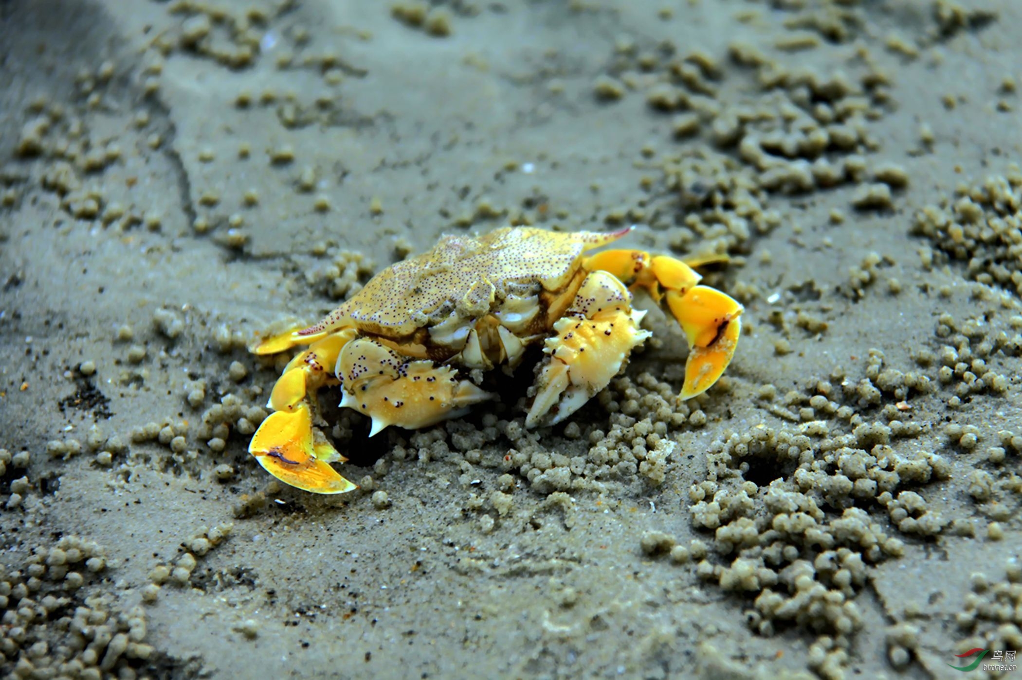 海边礁石螃蟹种类图片