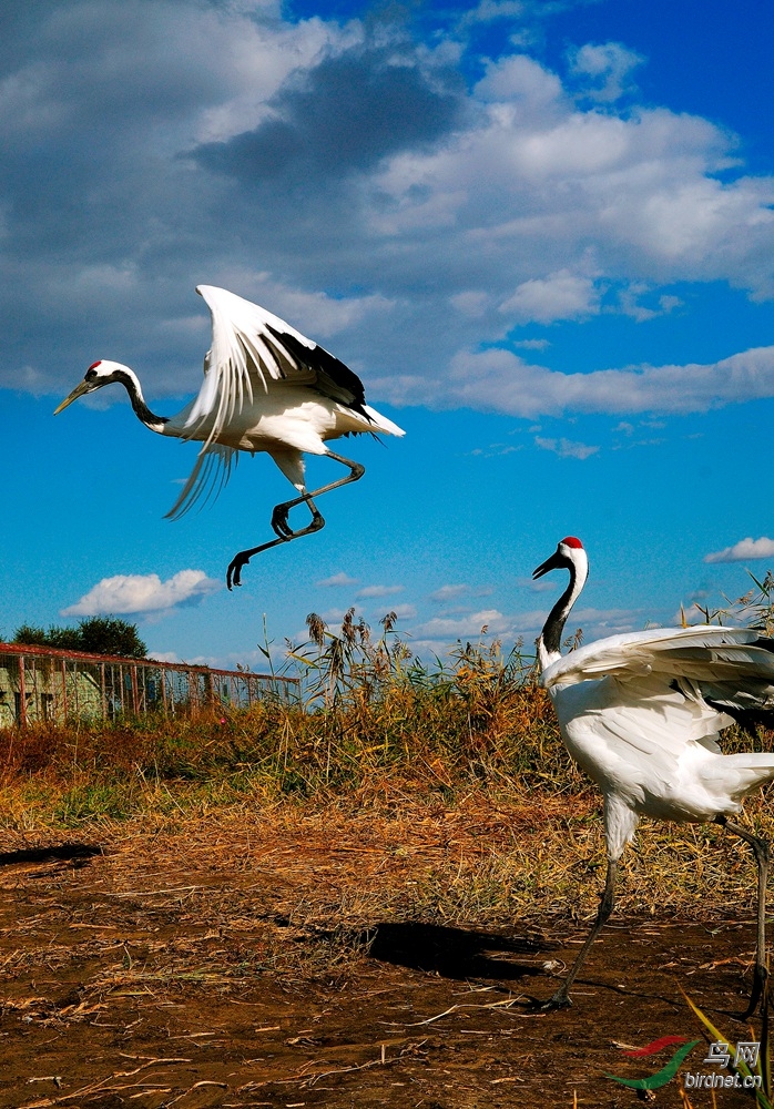 向海湿地的丹顶鹤