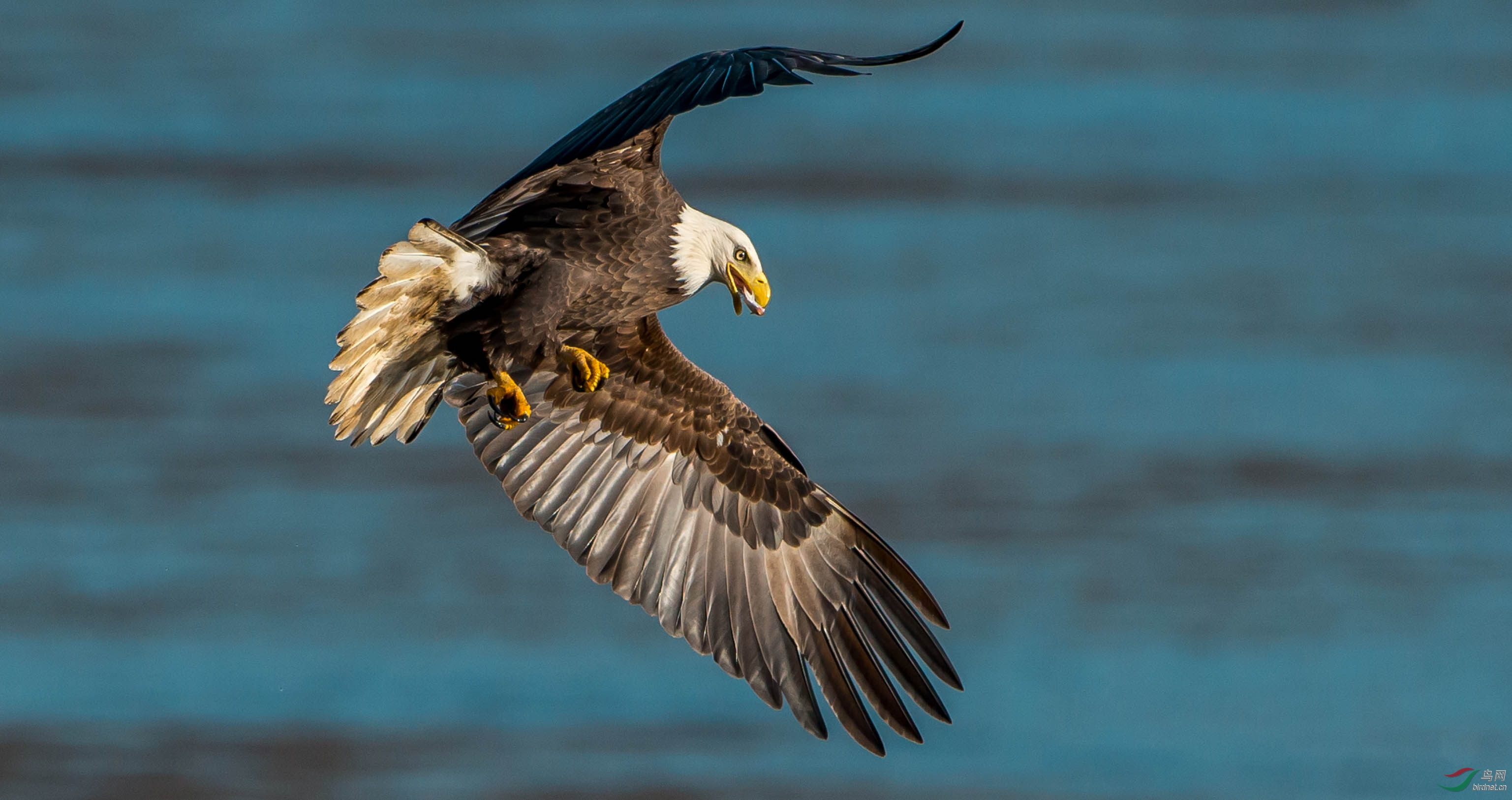 白头海雕拍摄进行时(4)——秋忆马里兰