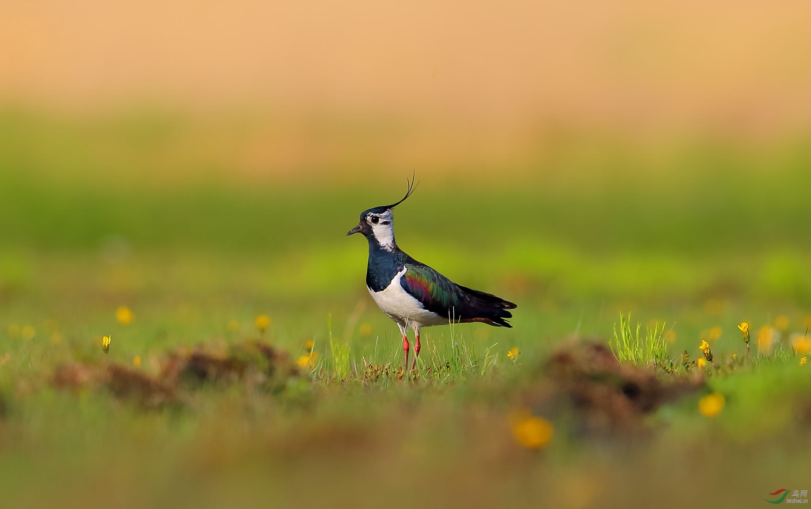 凤头麦鸡凤头麦鸡