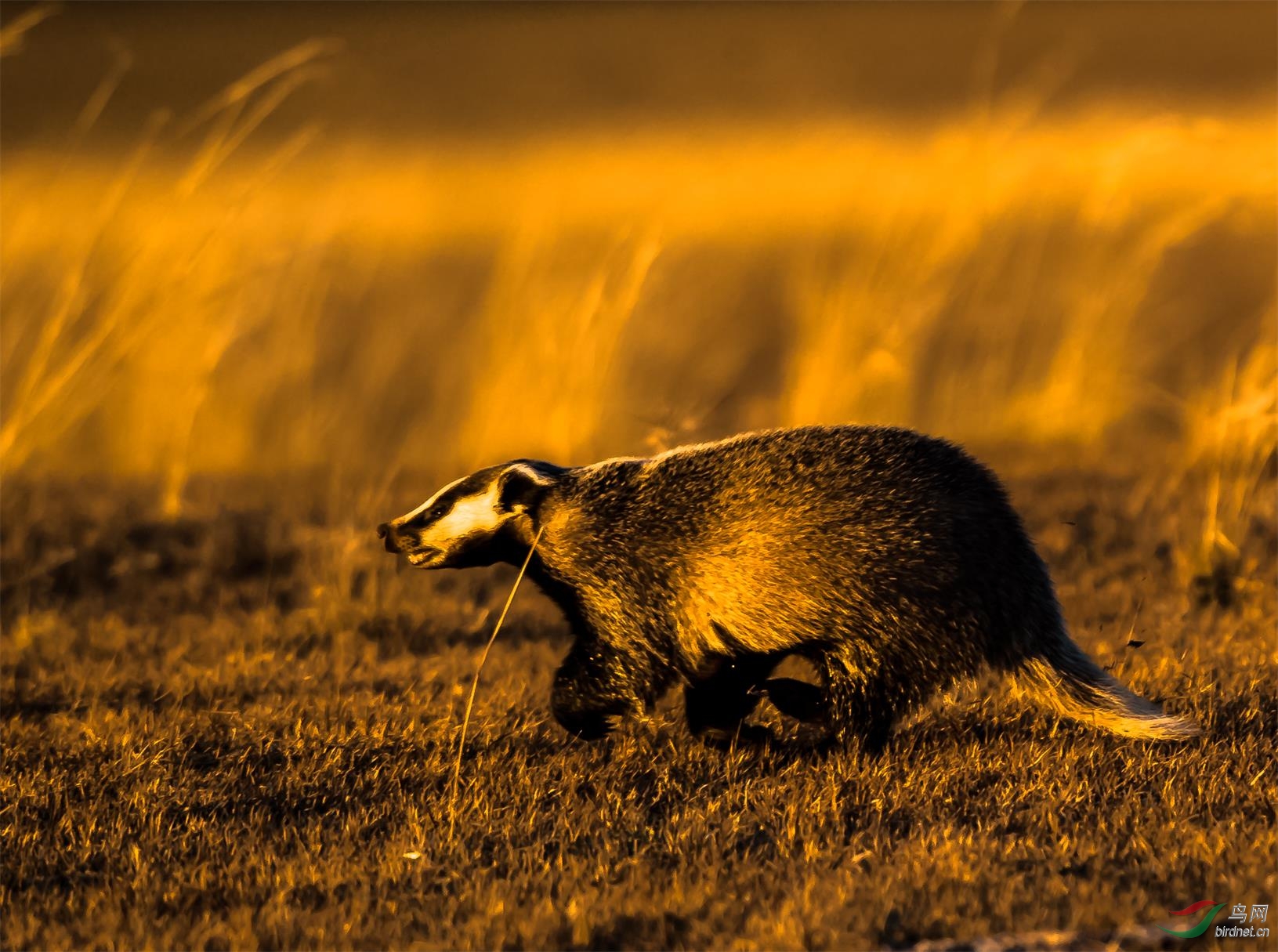 草原杂拍—暮色中拼命逃生的猪獾