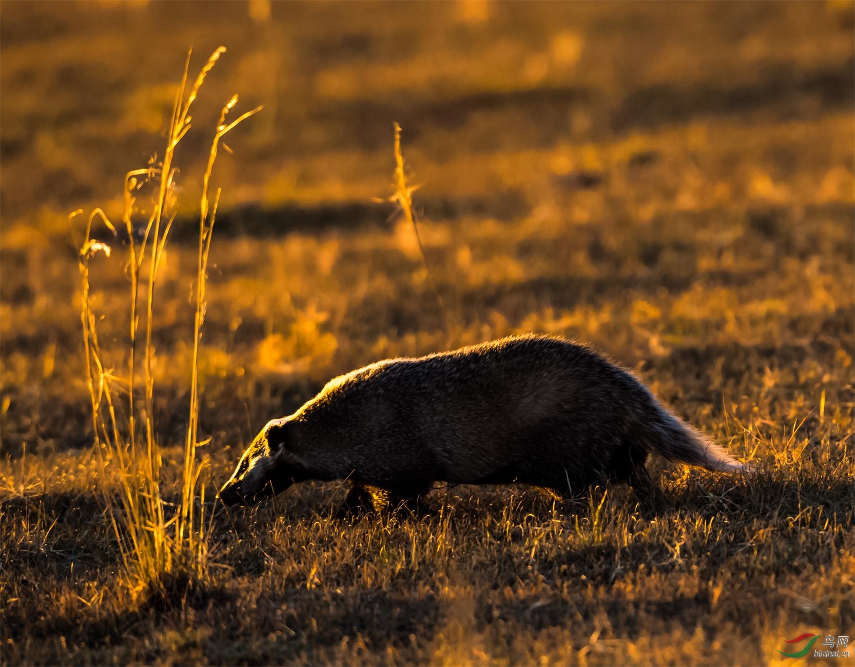 草原杂拍—暮色中拼命逃生的猪獾