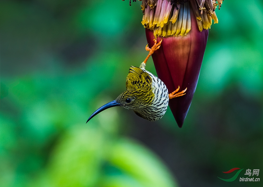 (纹背捕蛛鸟)周末快乐!(贺;图3获得首页精华图片)
