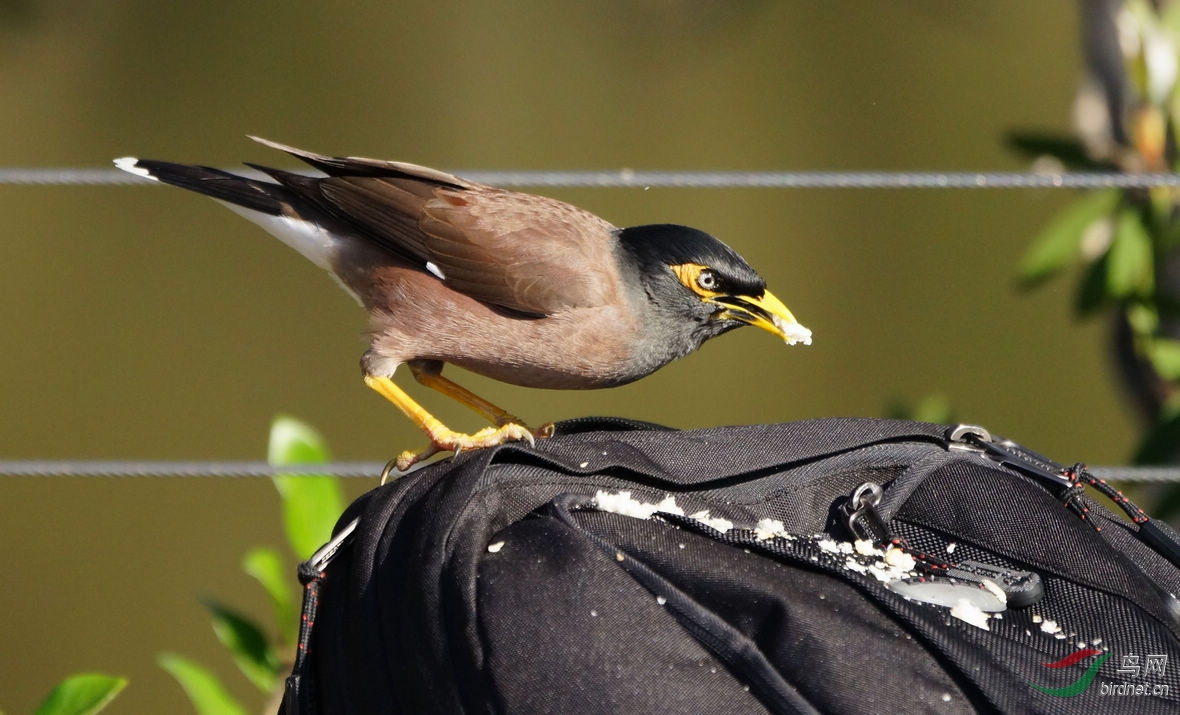 论坛 69 地方区 regional zone 69 河南版 henan 69 家八哥