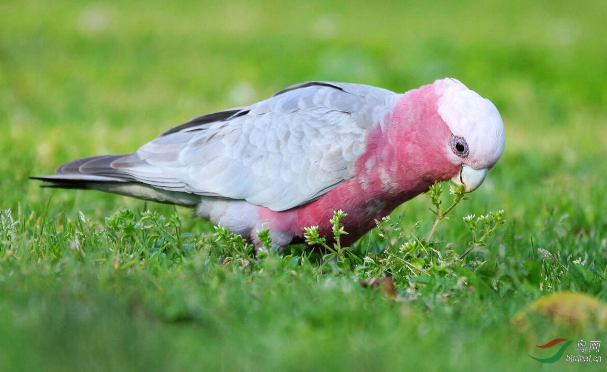 粉红鹦鹉