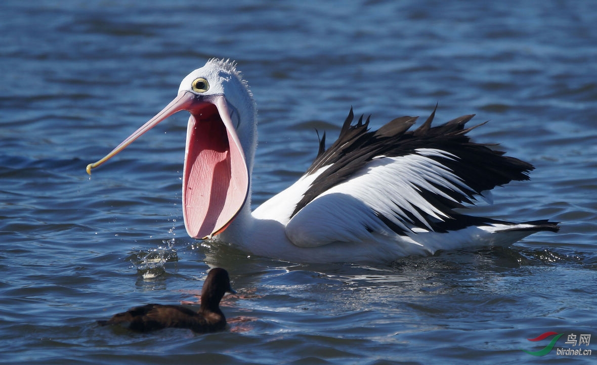 大鸟鹈鹕 - 河南版 henan 鸟网