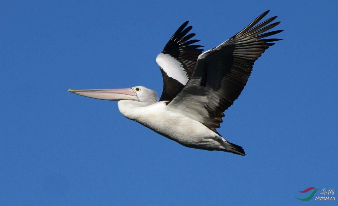 大鸟鹈鹕 - 河南版 henan 鸟网