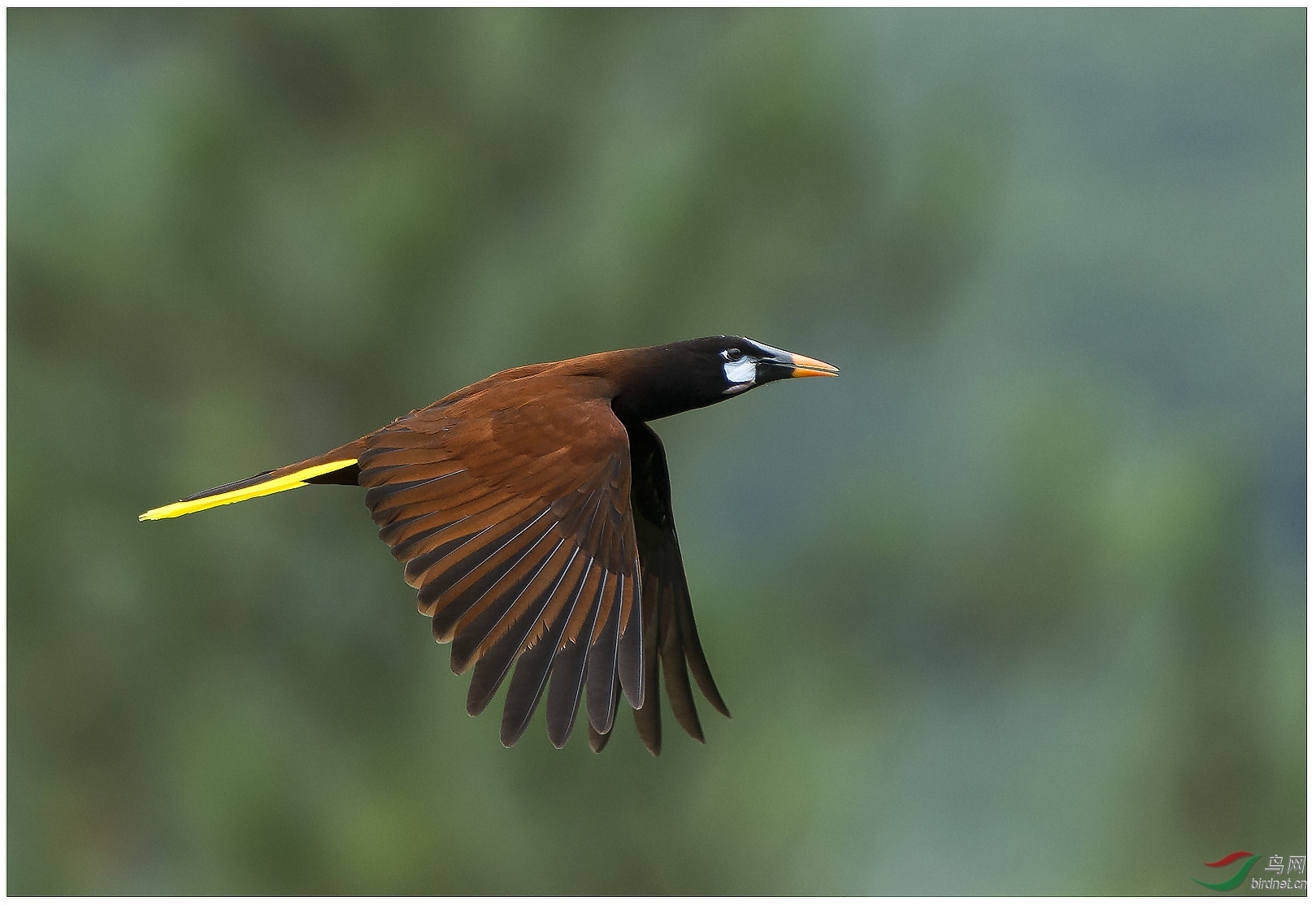 褐拟棕鸟褐拟棕鸟