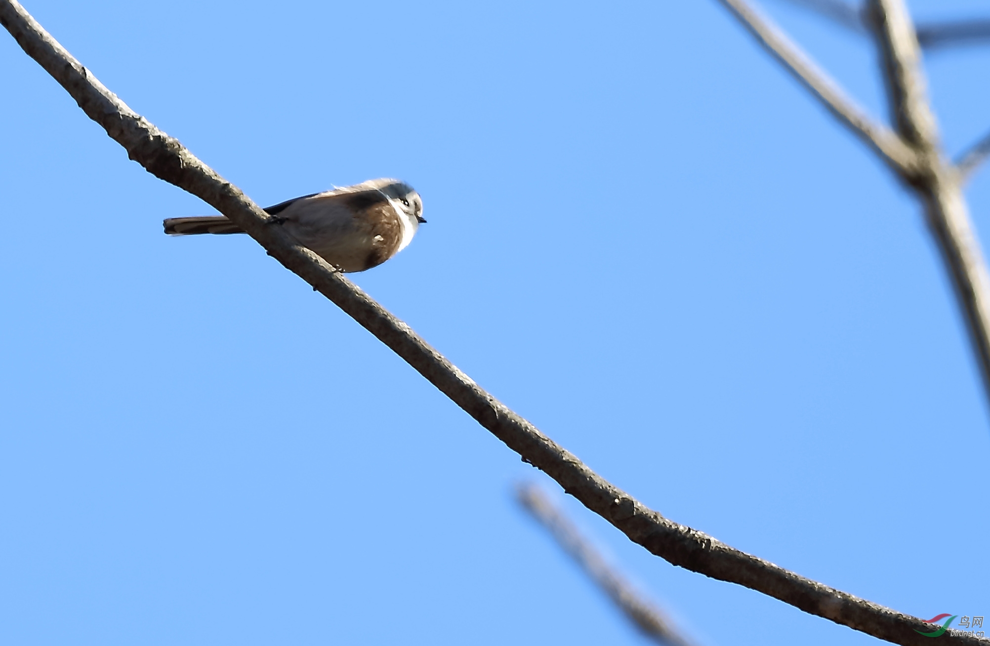 殷家坪拍鸟之银脸(长尾)山雀