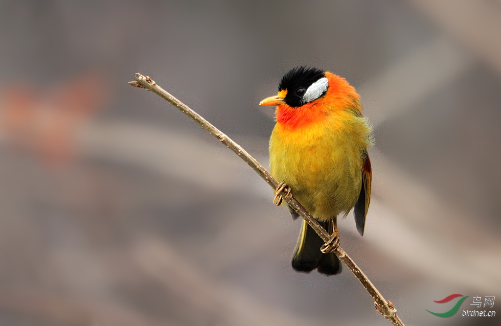 【七彩相思鸟】