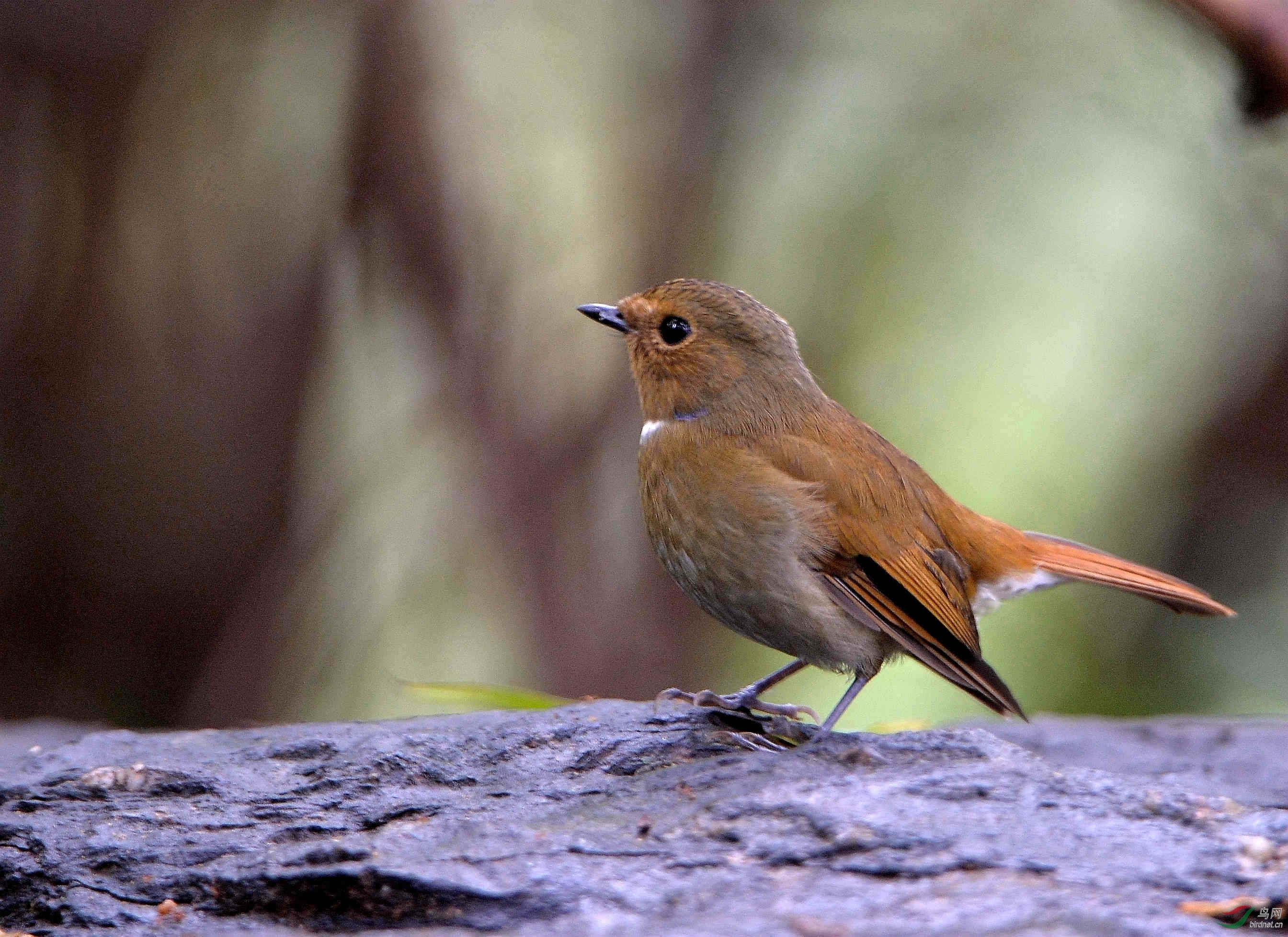 成都拍的几只鸟