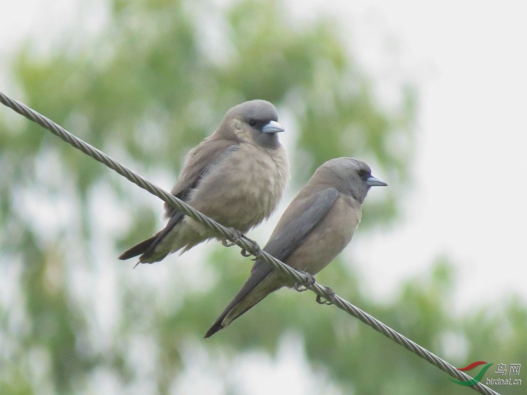 两只灰燕鵙