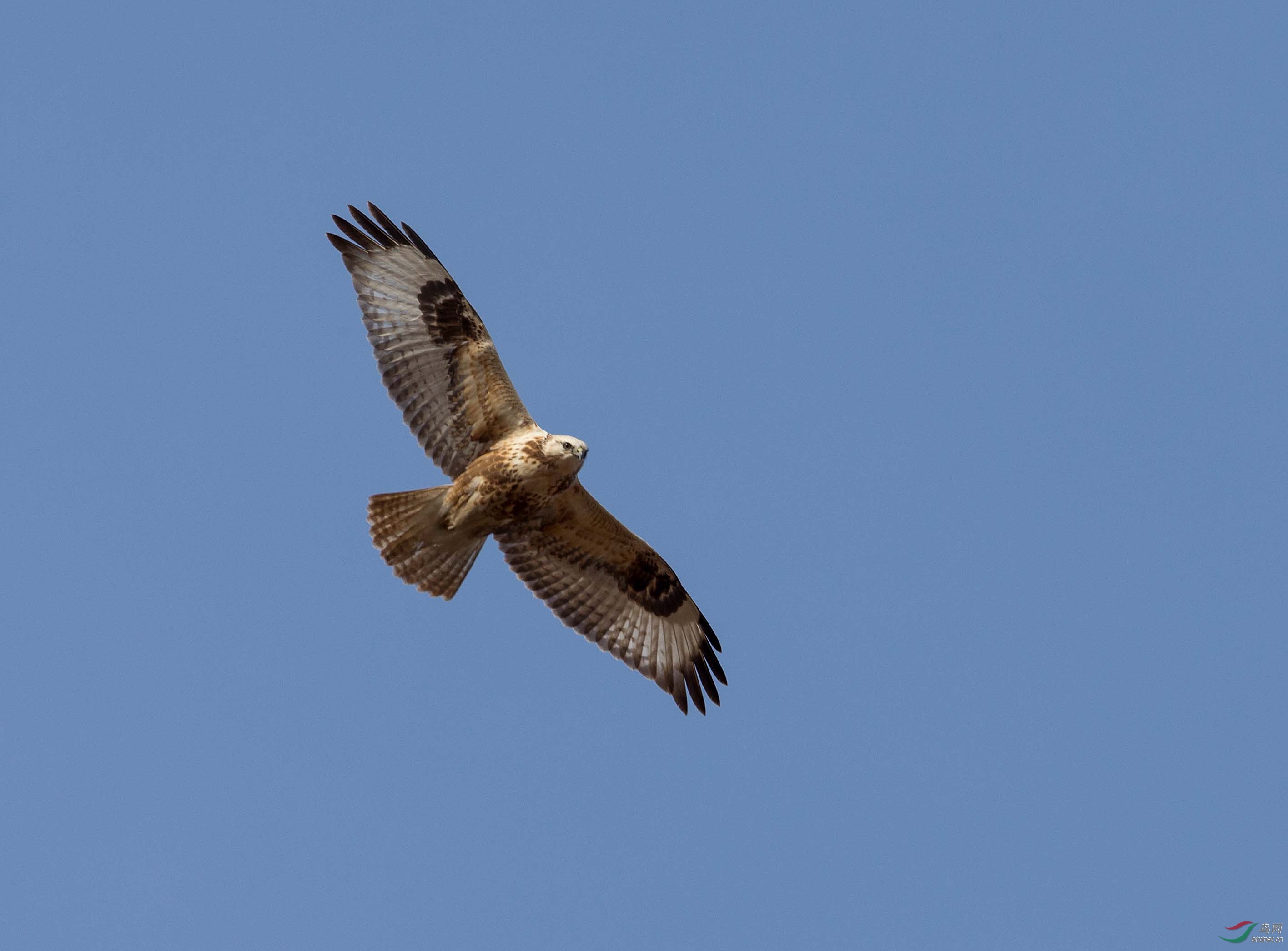 翱翔蓝天俯瞰大地的毛脚 