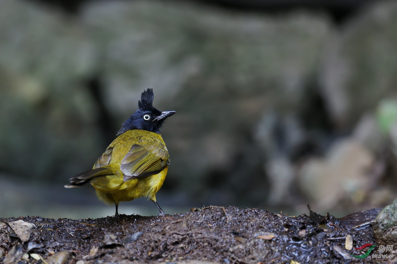 01.29(泰国岗卡章国家公园外老太太家鸟点) (221)副本.jpg