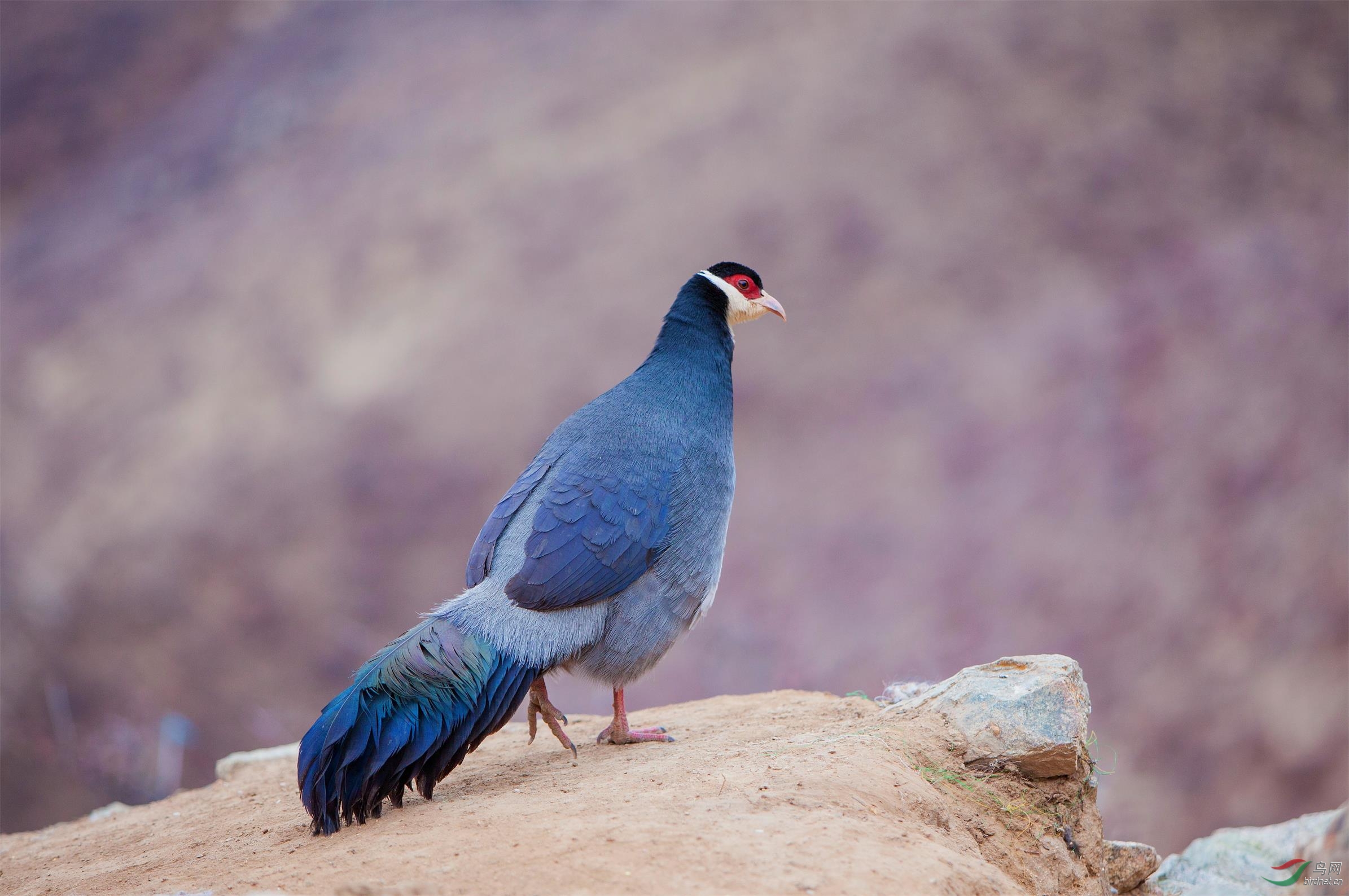 雪域风光和藏马鸡