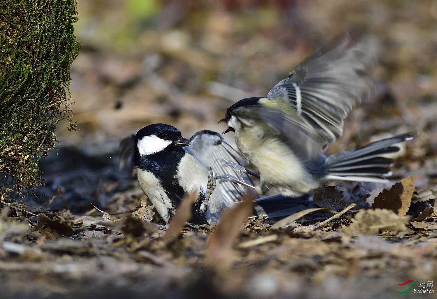远东山雀打架版(二)