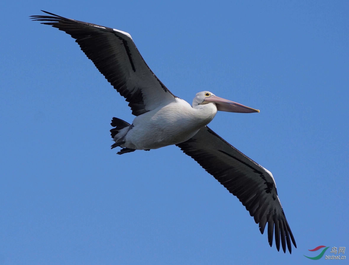 论坛首页 69 地方区 regional zone 69 河南版 henan 69 鹈鹕