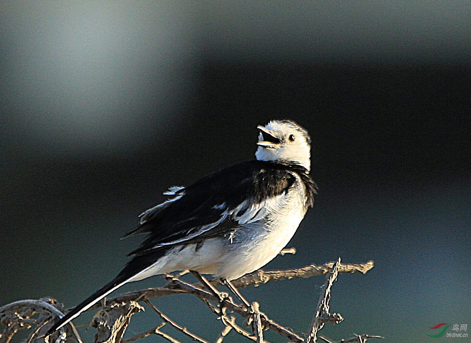 看:白鹡鸰笑的多开心 - 鸣禽和攀禽 鸟网