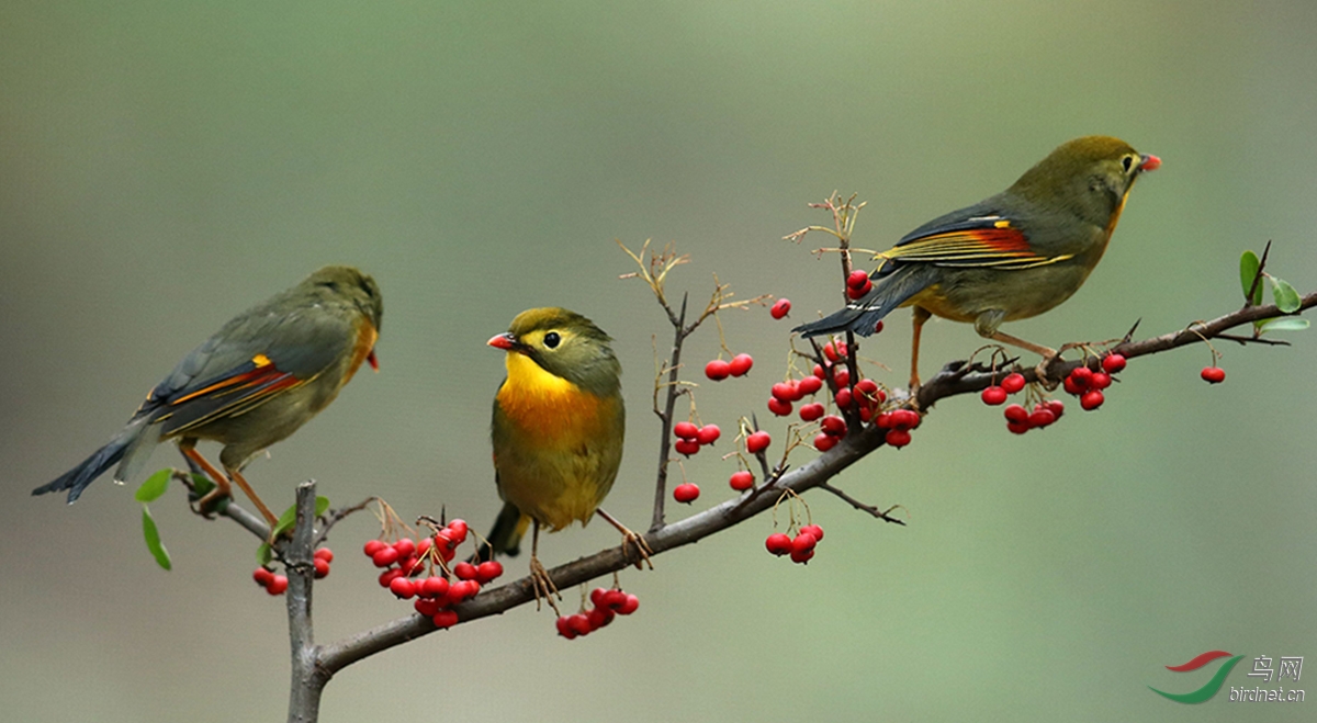 三只红嘴相思鸟