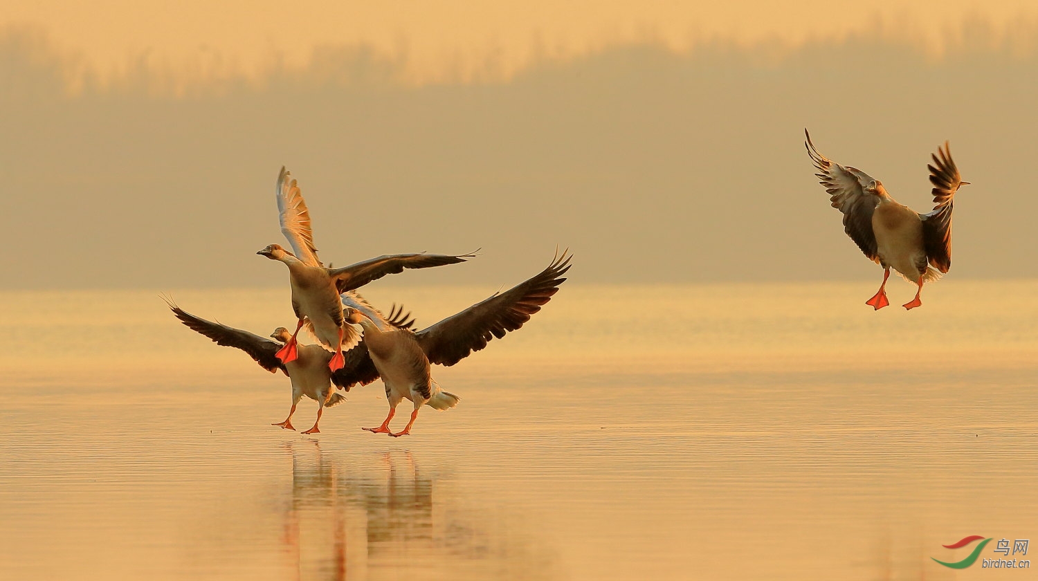 鸿雁- 鸟类文化版 鸟网