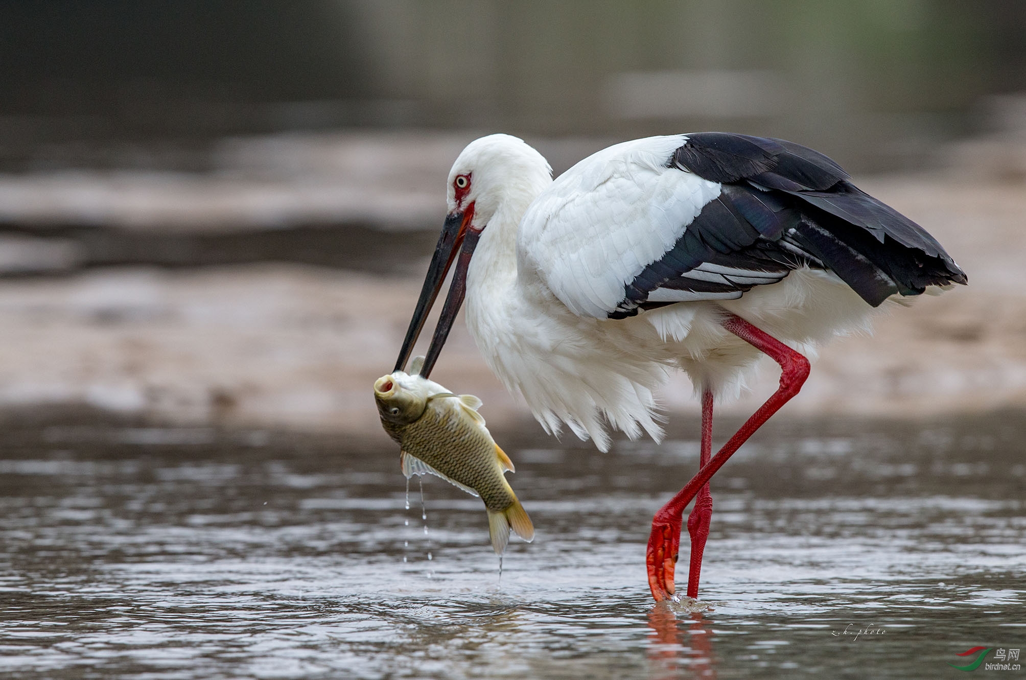 水鸟东方白鹳白黑荣获首页每日精华