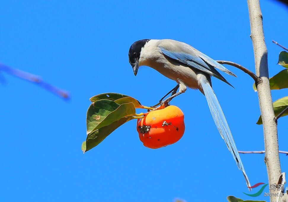 喜鹊吃柿子