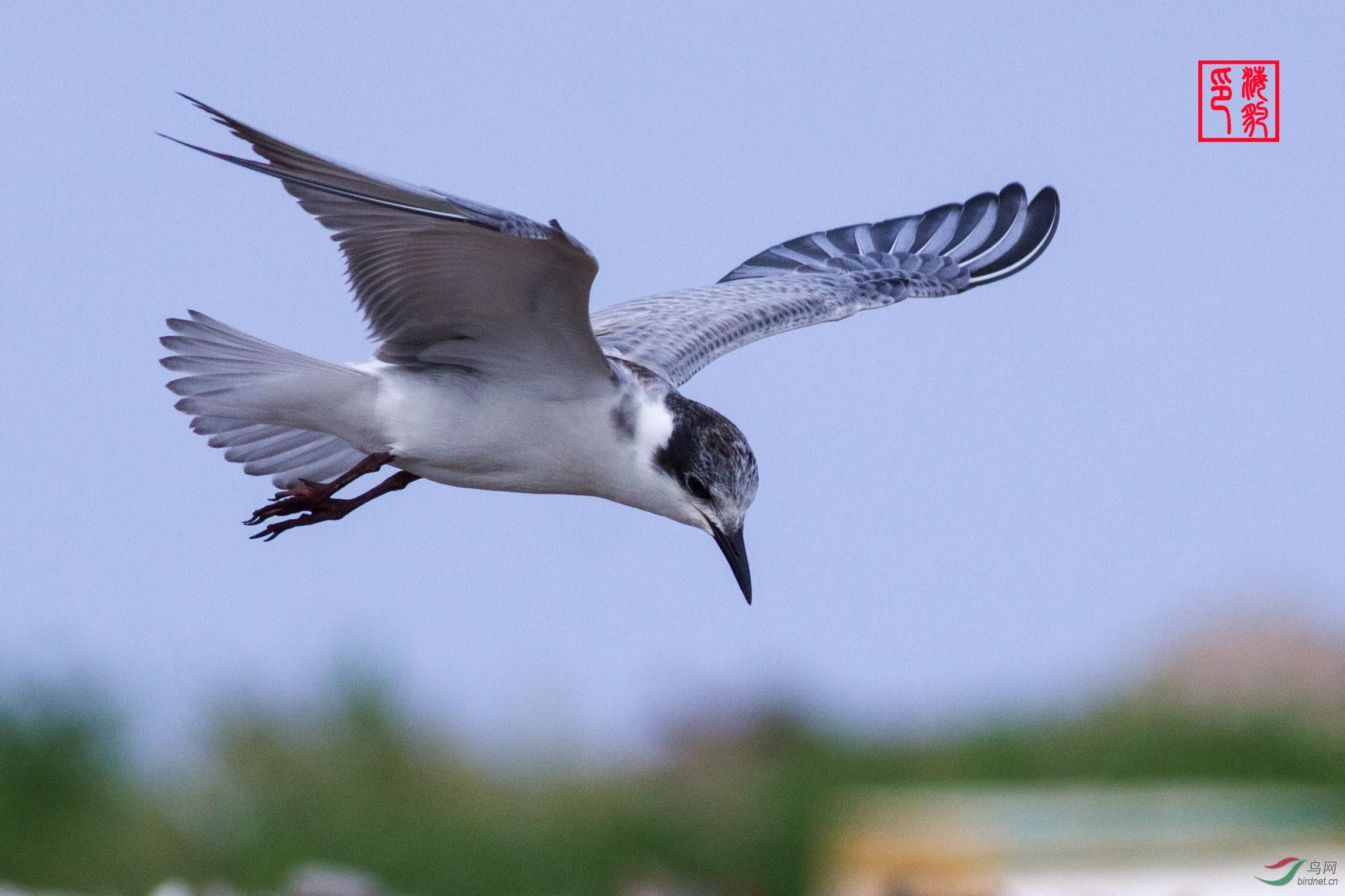 欢迎老师们鉴赏是否-----白腰燕鸥