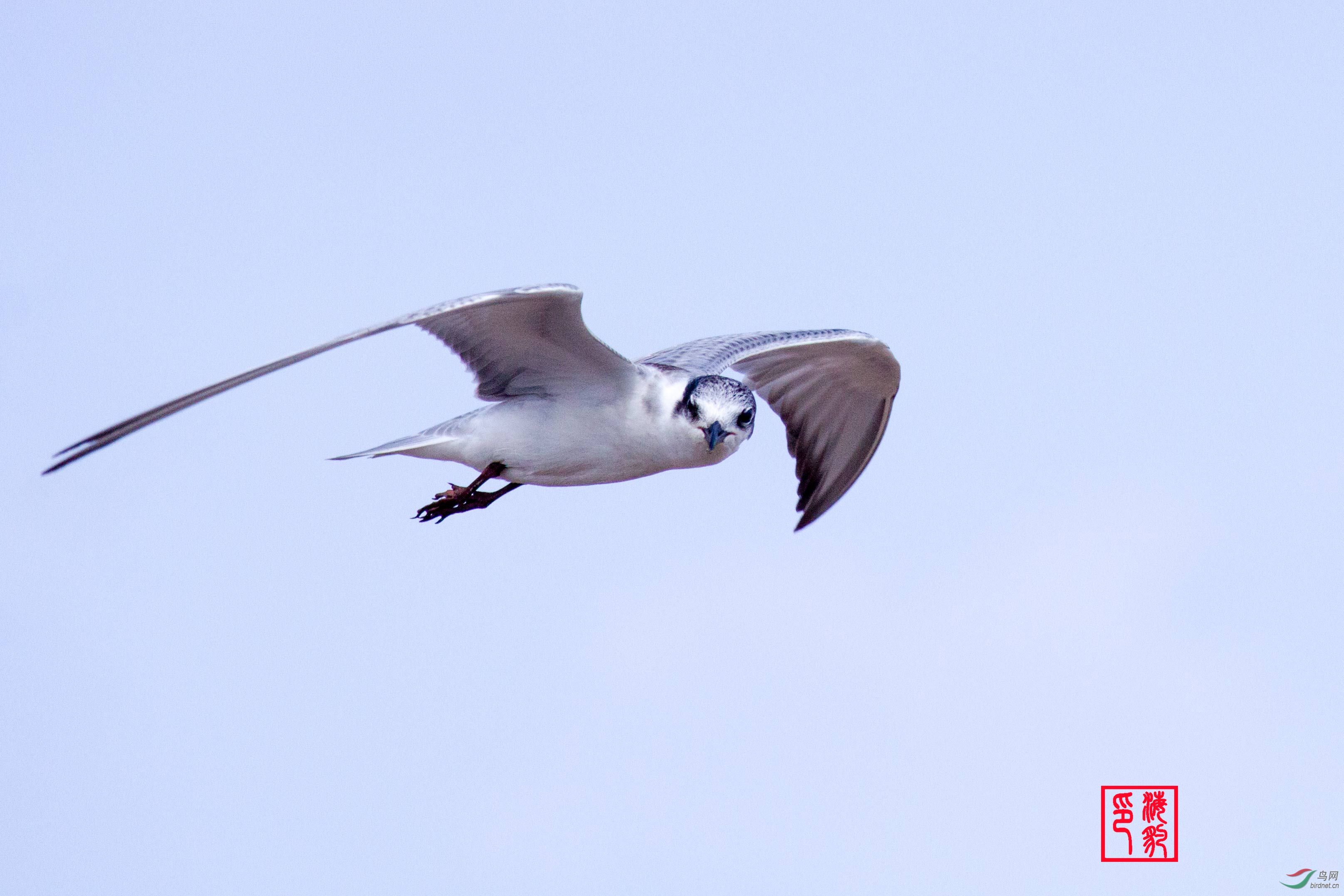 欢迎老师们鉴赏是否-----白腰燕鸥
