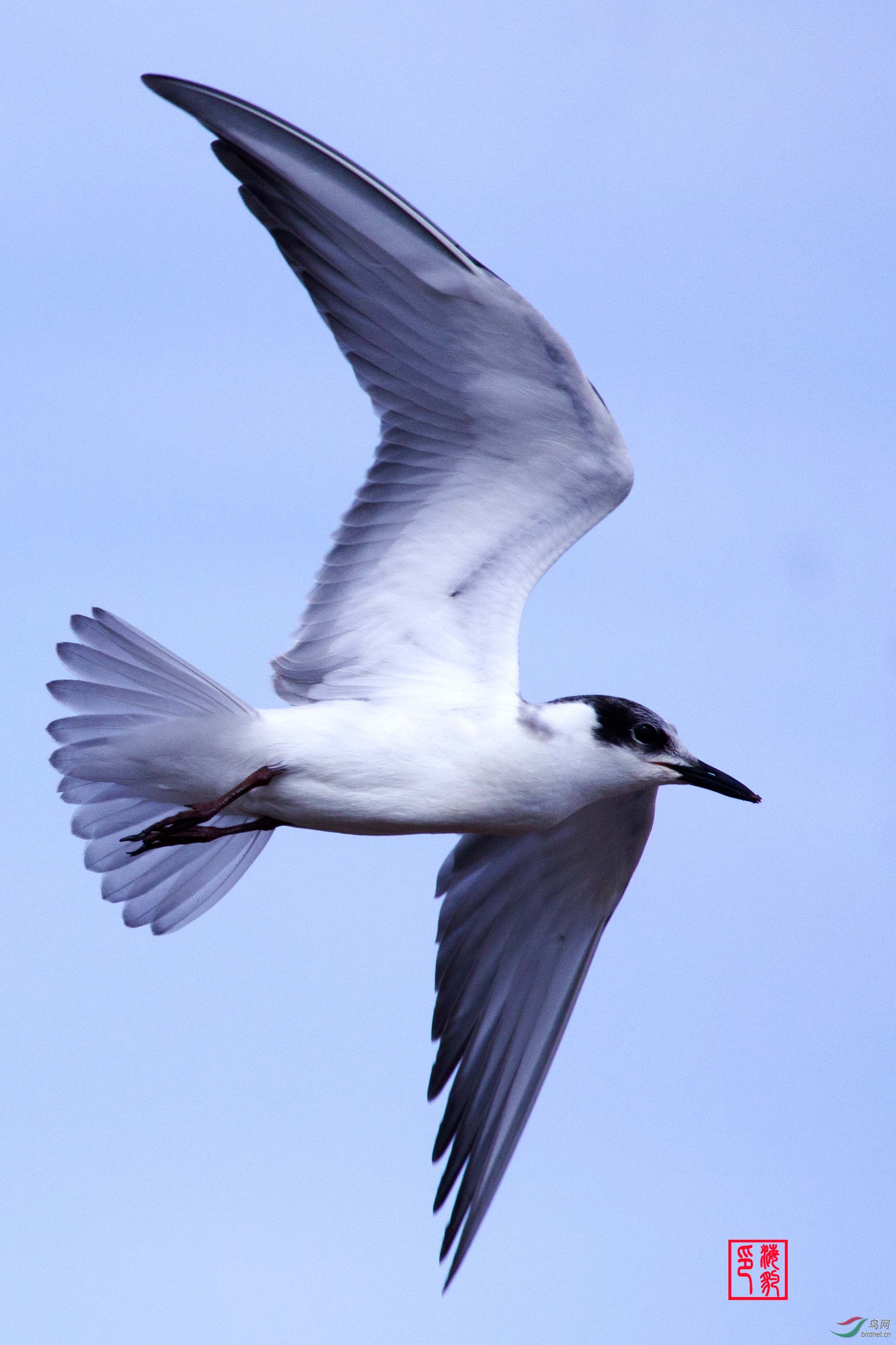 欢迎老师们鉴赏是否-----白腰燕鸥