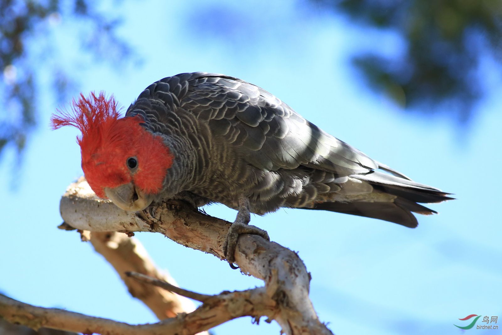 澳洲拍鳥-國立植物園-紅冠灰鳳頭鸚鵡之兩情相依