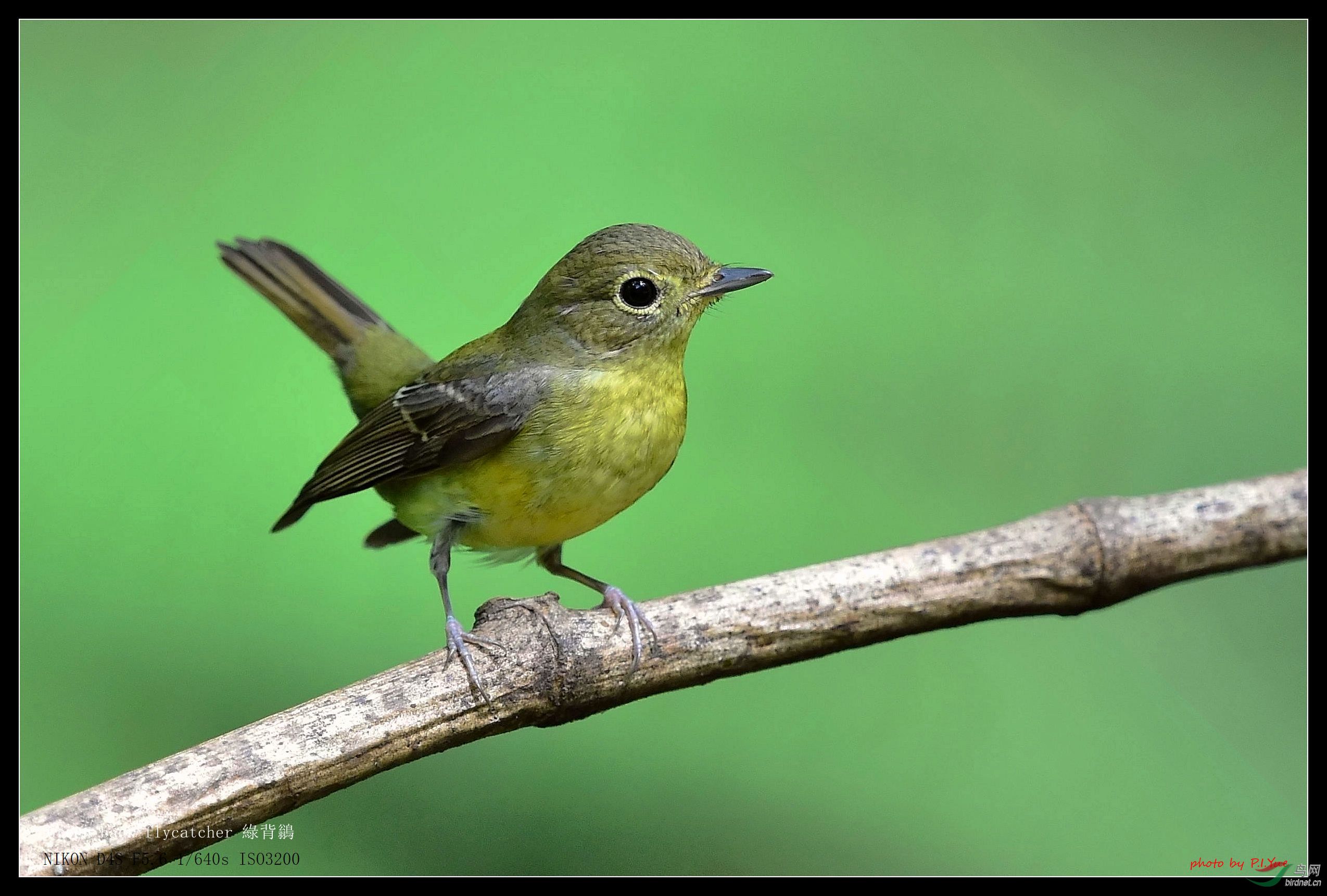 活泼小鸟绿背鶲