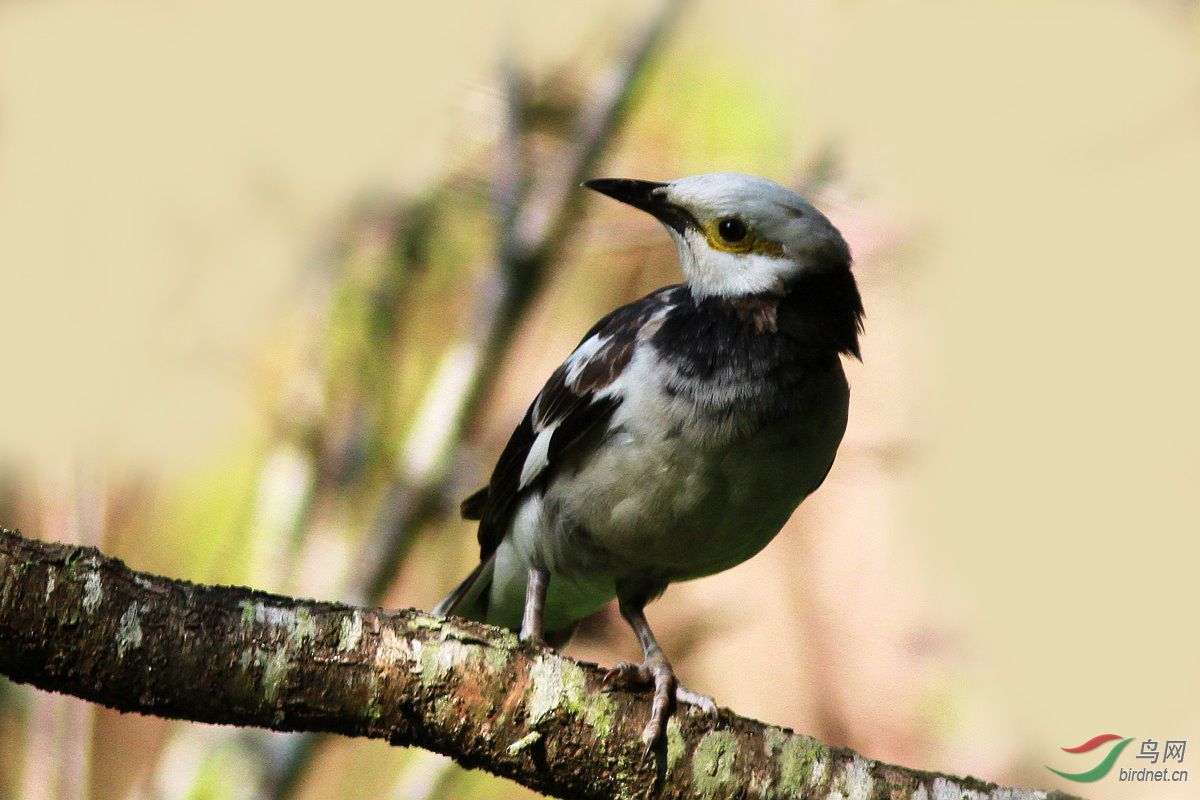 鸟坚强只剩一只脚的黑领椋鸟但愿它能坚强活下去