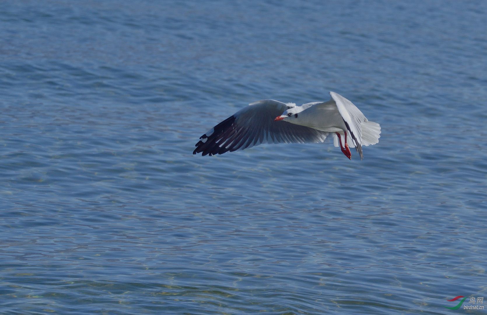 西藏班公湖的鸥