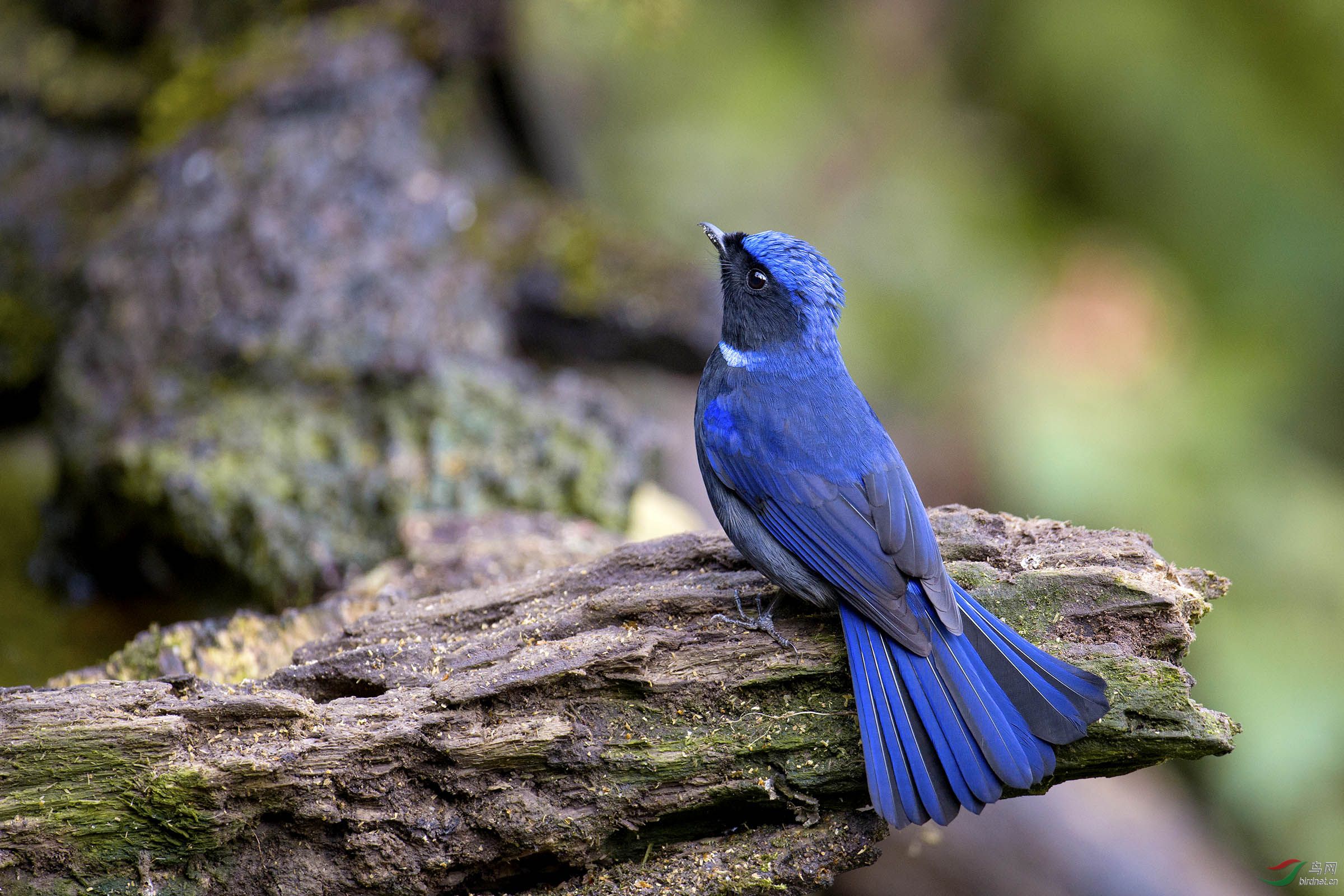 大仙翁 - 上海版 shanghai 鸟网