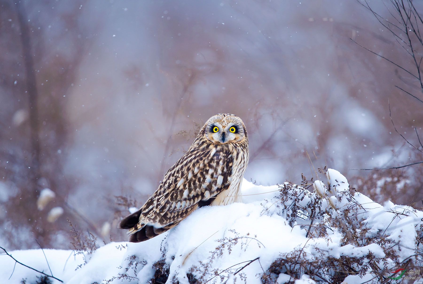 雪中短耳鸮