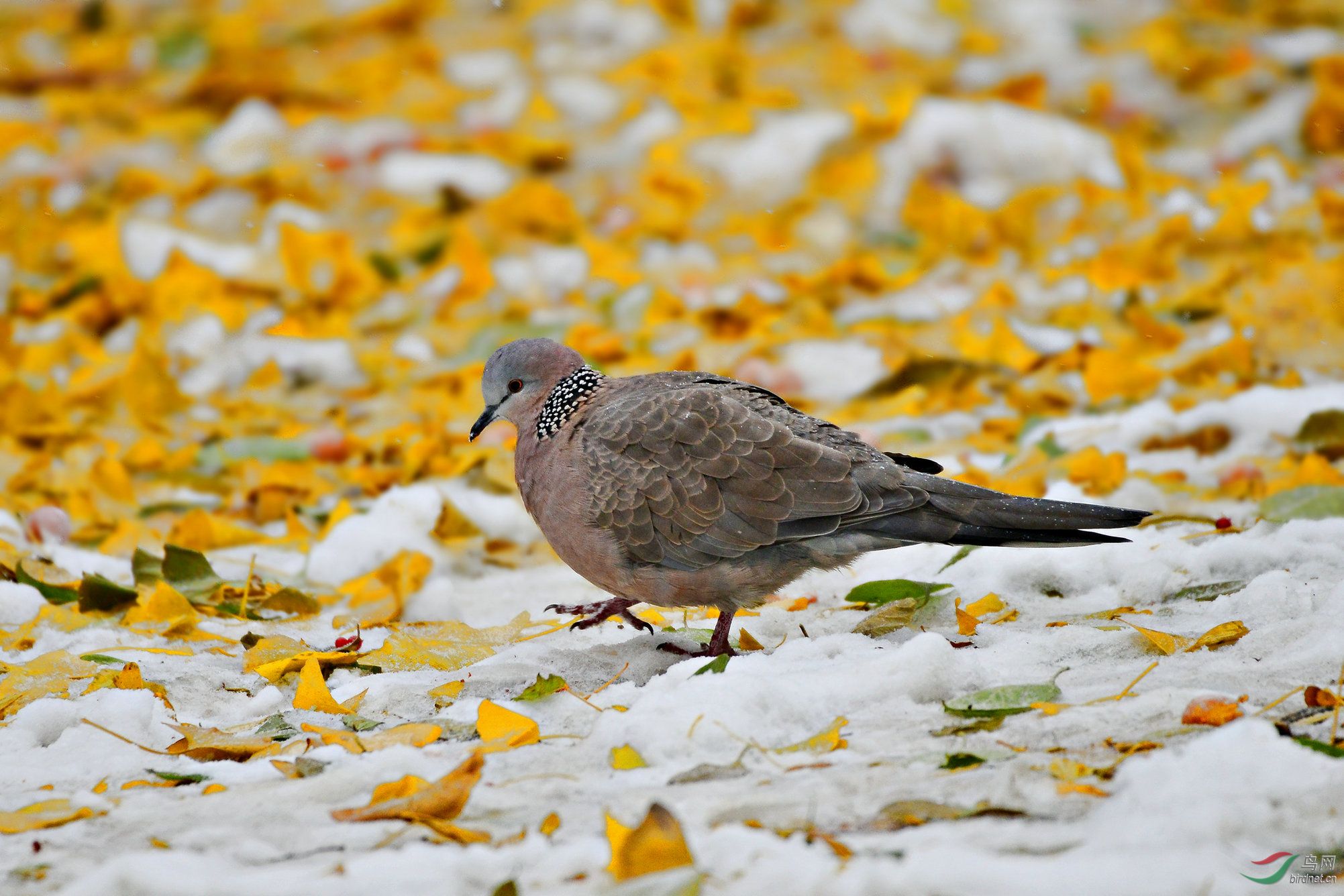 白果雪地珠颈斑鸠