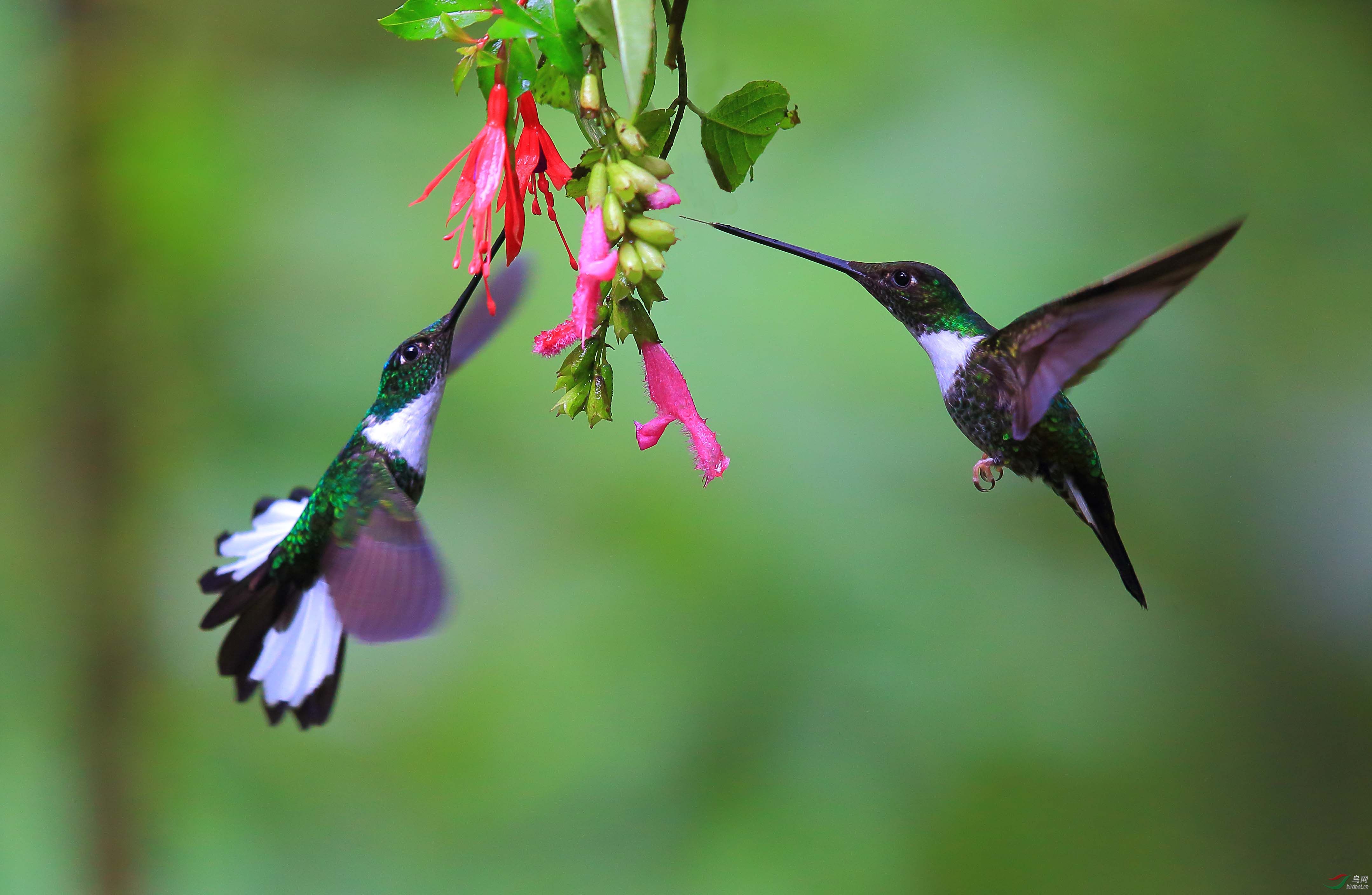 领星额蜂鸟领星额蜂鸟图2荣获首页精华