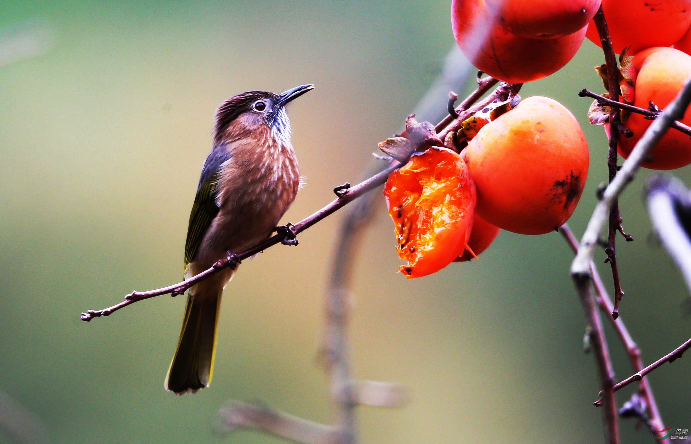 草坝村拍鸟之柿子树上的绿翅短脚鹎