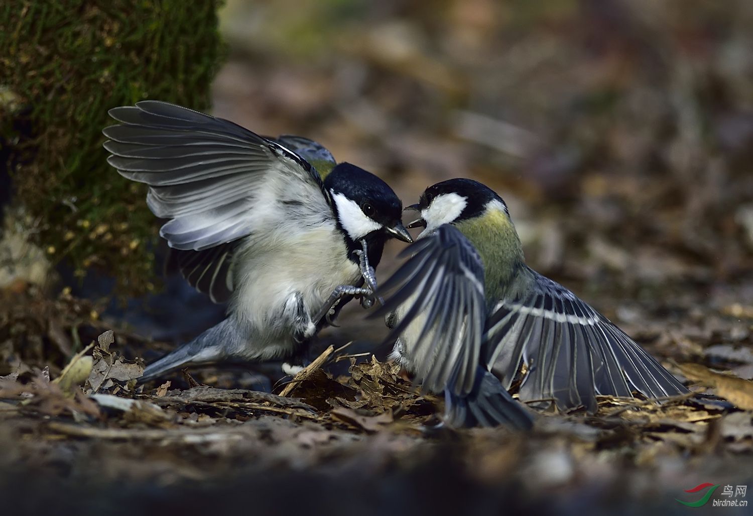 远东山雀打架版三