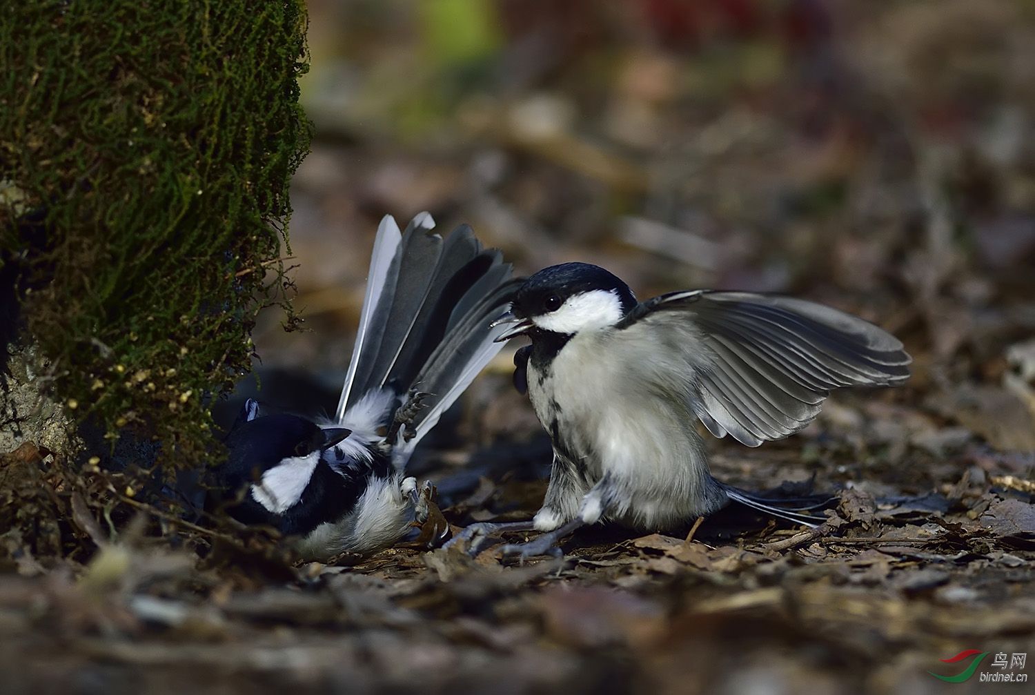 远东山雀打架版三