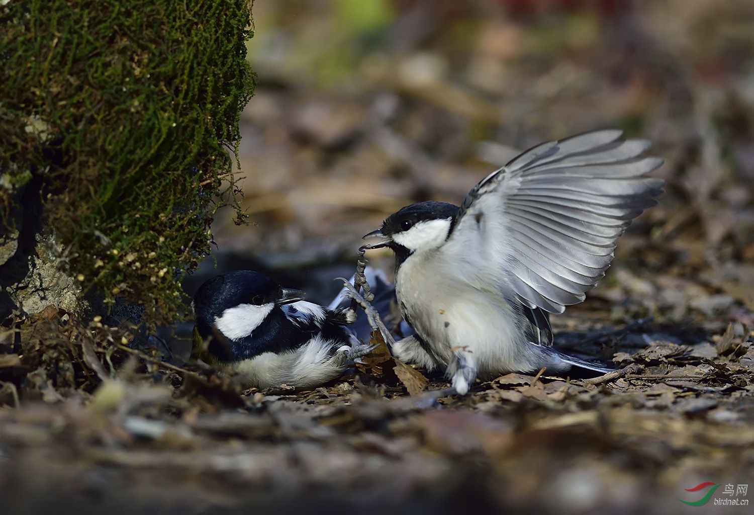 远东山雀打架版三