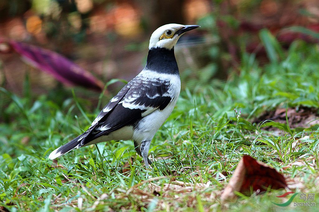 白头琼鸟俗称黑脖八哥也称白头莺