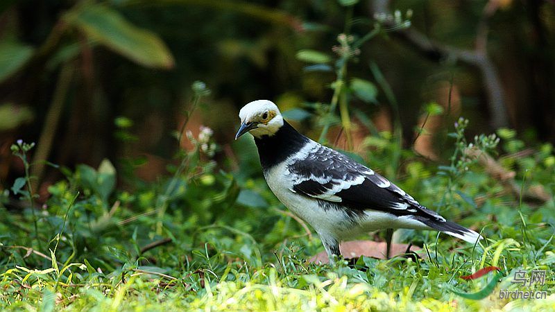 白头琼鸟俗称黑脖八哥也称白头莺